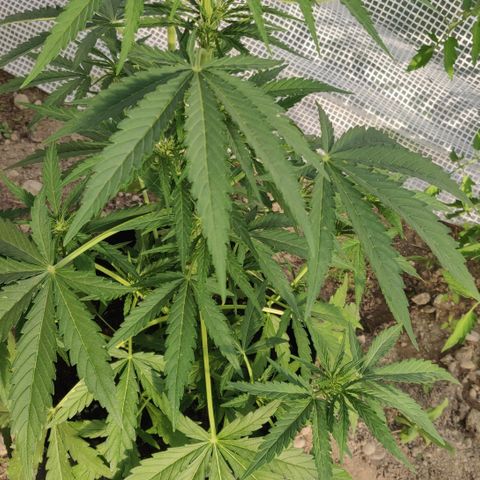 Green Gelato Automatic growlog timeline photo