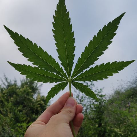 Green Gelato Automatic growlog timeline photo