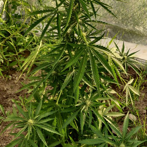 Green Gelato Automatic growlog timeline photo