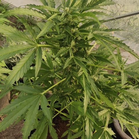 Blue Cheese Automatic growlog timeline photo