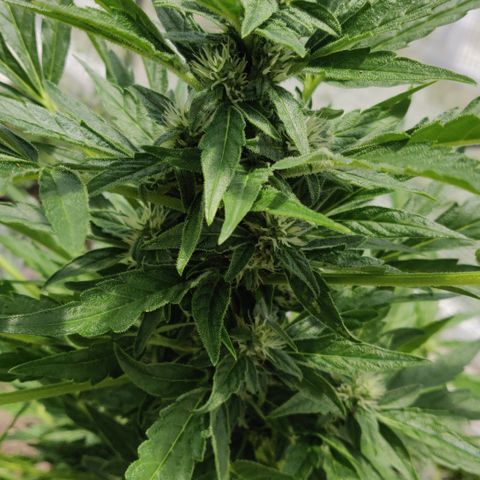 Blue Cheese Automatic growlog timeline photo