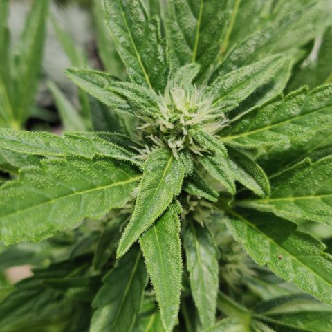 Blue Cheese Automatic growlog timeline photo