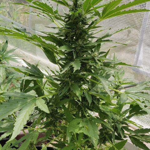 Blue Cheese Automatic growlog timeline photo