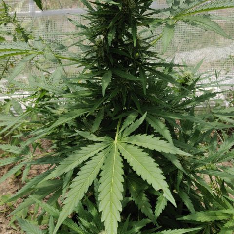 Green Gelato Automatic growlog timeline photo