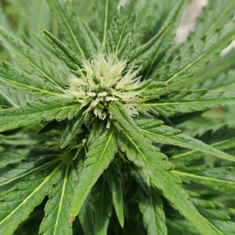 Green Gelato Automatic growlog timeline photo