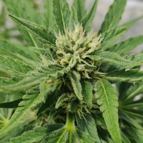 Green Gelato Automatic growlog timeline photo