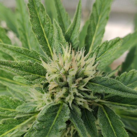 Green Gelato Automatic growlog timeline photo