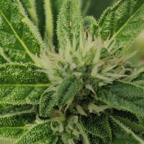 Blue Cheese Automatic growlog timeline photo