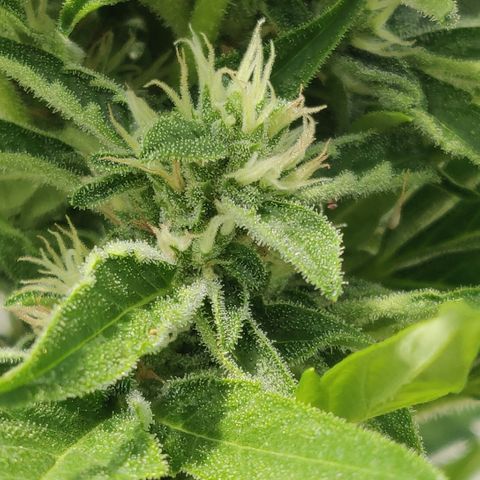 Blue Cheese Automatic growlog timeline photo