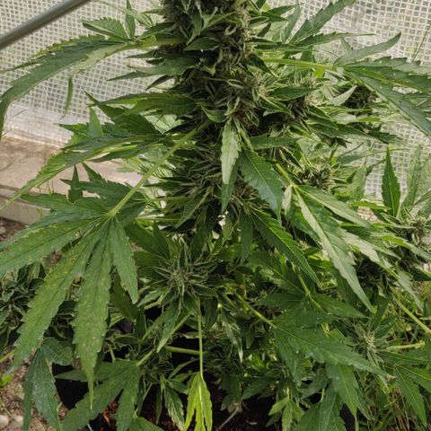 Blue Cheese Automatic growlog timeline photo
