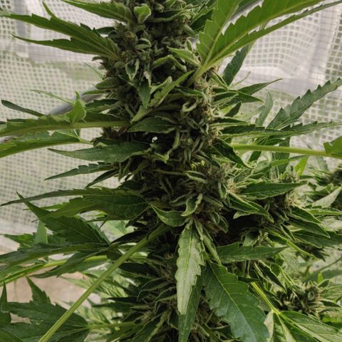 Blue Cheese Automatic growlog timeline photo