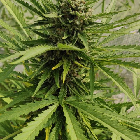 Green Gelato Automatic growlog timeline photo