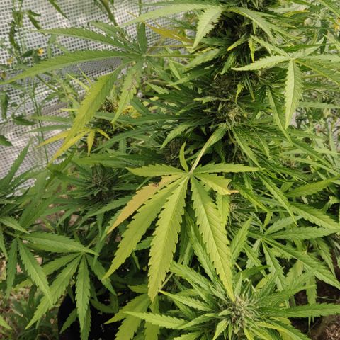 Green Gelato Automatic growlog timeline photo