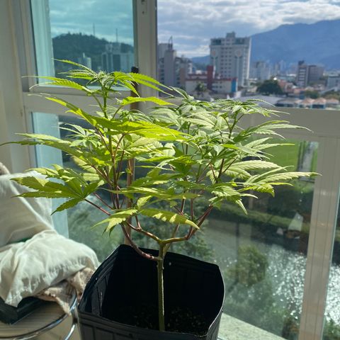 Acapulco Gold growlog timeline photo
