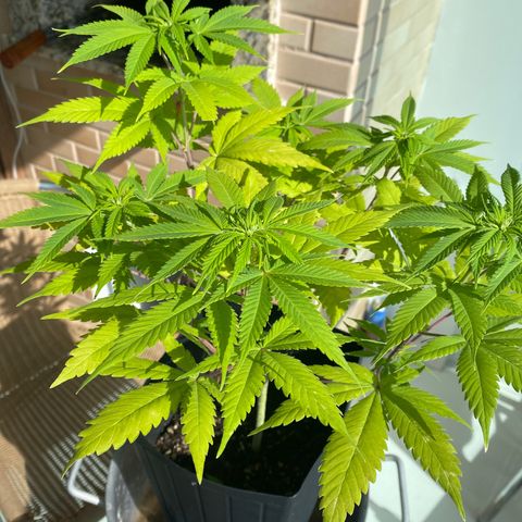 Acapulco Gold growlog timeline photo