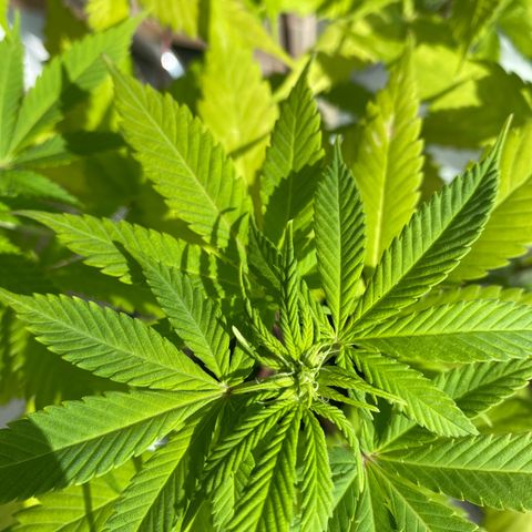 Acapulco Gold growlog timeline photo