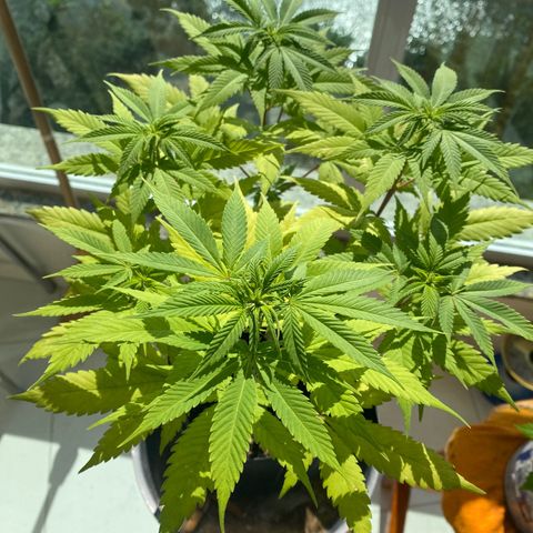 Acapulco Gold growlog timeline photo