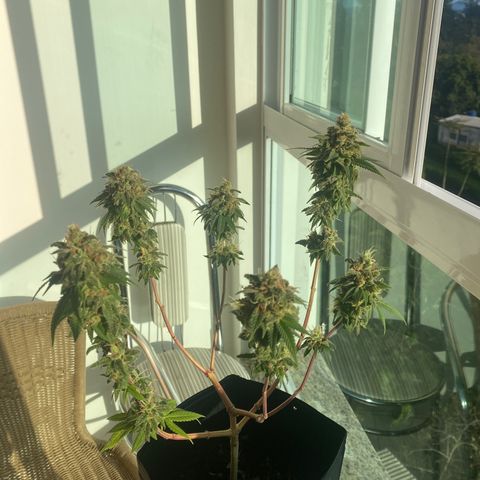 Acapulco Gold growlog photo: Não aguentei esperar mais tempo, cortei com 2 meses de flora. Não sei se cheguei ao tempo bem certo. Porém a planta está com 5 meses de vida. Achei muito tempo, por ser uma semente “fast”. Portanto, esse é meu primeiro cultivo. Obtive vários problemas pelo caminho. Uma delas foi a iluminação q foi pouca. Por outro lado creio q exagerei no início com a rega e o solo acabou ficando fraco até o final do ciclo. Não usei nenhum tipo de fertilizando químico. Apenas complementei poucas vezes com melado de cana de açúcar e um pouco de guano de coelho. Na metade do ciclo comecei a colocar a planta em outdoor para ver se conseguia dar uma recuperará. Se recuperou até legal. No próximo ciclo terá coisas diferentes. 
