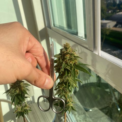 Acapulco Gold growlog photo: Não aguentei esperar mais tempo, cortei com 2 meses de flora. Não sei se cheguei ao tempo bem certo. Porém a planta está com 5 meses de vida. Achei muito tempo, por ser uma semente “fast”. Portanto, esse é meu primeiro cultivo. Obtive vários problemas pelo caminho. Uma delas foi a iluminação q foi pouca. Por outro lado creio q exagerei no início com a rega e o solo acabou ficando fraco até o final do ciclo. Não usei nenhum tipo de fertilizando químico. Apenas complementei poucas vezes com melado de cana de açúcar e um pouco de guano de coelho. Na metade do ciclo comecei a colocar a planta em outdoor para ver se conseguia dar uma recuperará. Se recuperou até legal. No próximo ciclo terá coisas diferentes. 