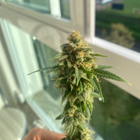 Acapulco Gold growlog photo: Não aguentei esperar mais tempo, cortei com 2 meses de flora. Não sei se cheguei ao tempo bem certo. Porém a planta está com 5 meses de vida. Achei muito tempo, por ser uma semente “fast”. Portanto, esse é meu primeiro cultivo. Obtive vários problemas pelo caminho. Uma delas foi a iluminação q foi pouca. Por outro lado creio q exagerei no início com a rega e o solo acabou ficando fraco até o final do ciclo. Não usei nenhum tipo de fertilizando químico. Apenas complementei poucas vezes com melado de cana de açúcar e um pouco de guano de coelho. Na metade do ciclo comecei a colocar a planta em outdoor para ver se conseguia dar uma recuperará. Se recuperou até legal. No próximo ciclo terá coisas diferentes. 