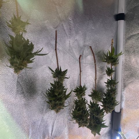 Acapulco Gold growlog photo: Secagem 