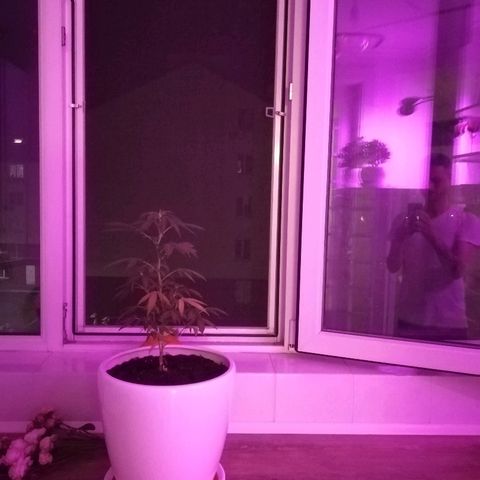 Анна-Мария growlog timeline photo