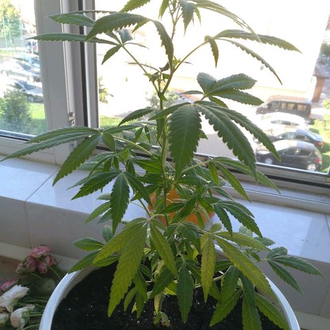 Анна-Мария growlog timeline photo