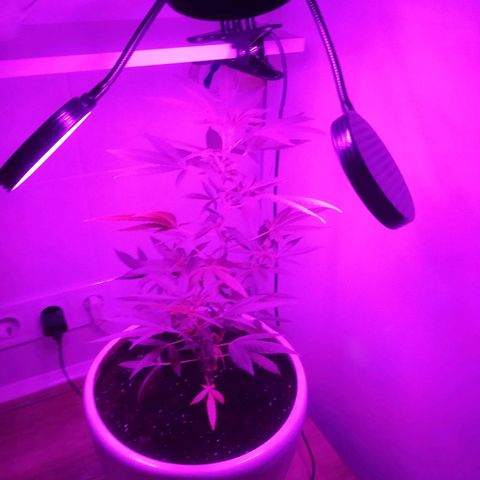 Анна-Мария growlog timeline photo