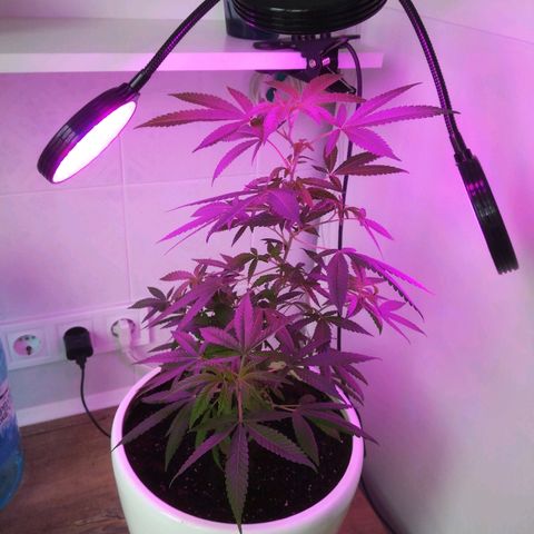 Анна-Мария growlog timeline photo