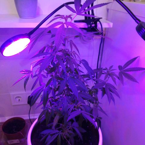 Анна-Мария growlog timeline photo