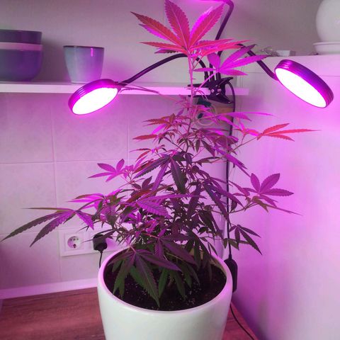 Анна-Мария growlog timeline photo