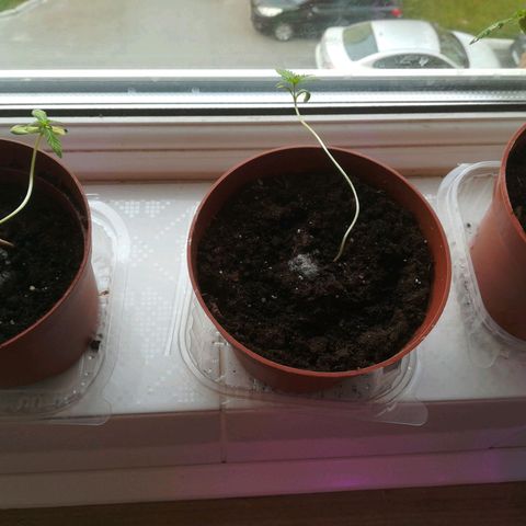 Auto critical  growlog timeline photo
