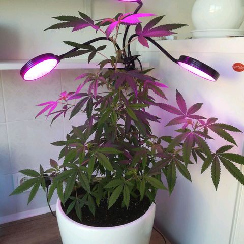 Анна-Мария growlog timeline photo