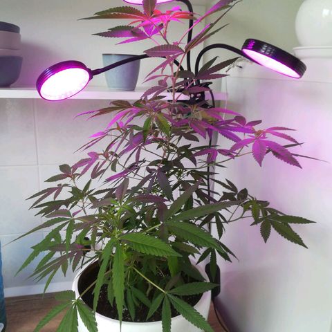 Анна-Мария growlog timeline photo