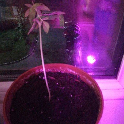 Auto critical  growlog timeline photo
