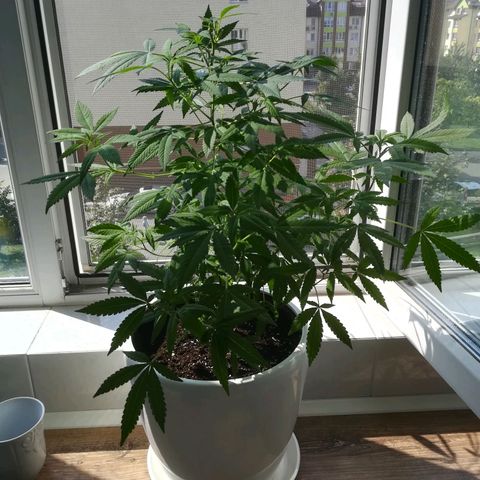 Анна-Мария growlog timeline photo