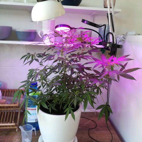 Анна-Мария growlog timeline photo