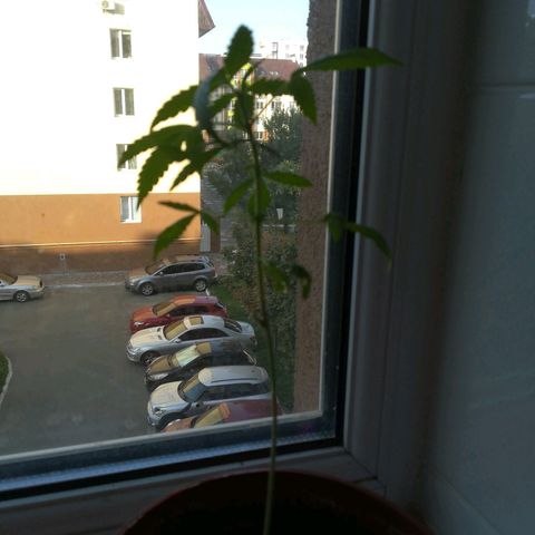 Auto critical  growlog timeline photo
