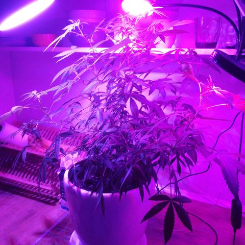 Анна-Мария growlog timeline photo