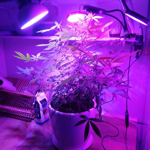 Анна-Мария growlog timeline photo