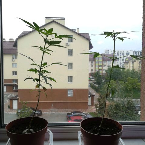 Auto critical  growlog timeline photo