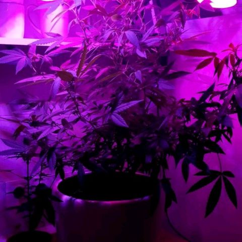 Анна-Мария growlog timeline photo