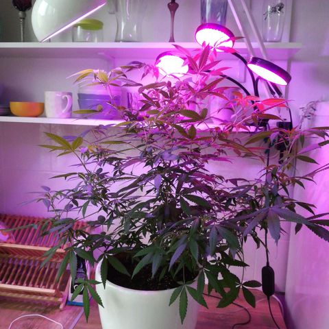 Анна-Мария growlog timeline photo