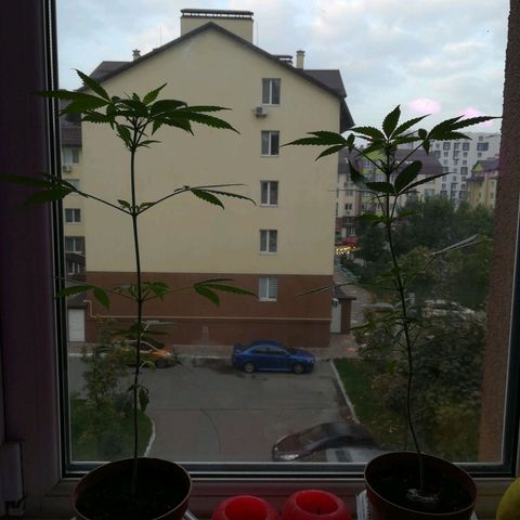 Auto critical  growlog timeline photo