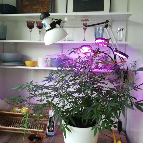 Auto critical  growlog timeline photo