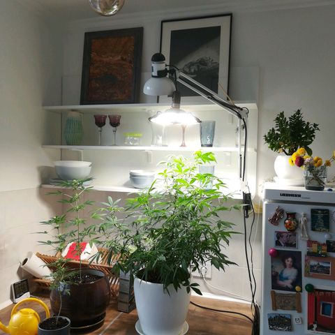 Auto critical  growlog timeline photo