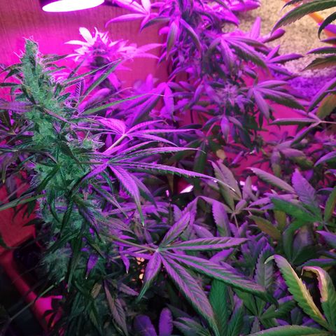 Анна-Мария growlog timeline photo