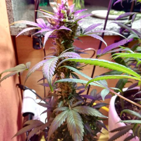 Анна-Мария growlog timeline photo