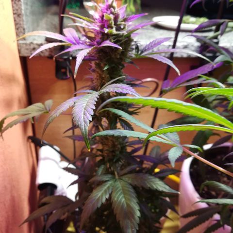Анна-Мария growlog timeline photo