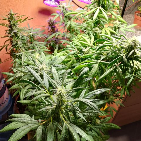 Анна-Мария growlog timeline photo